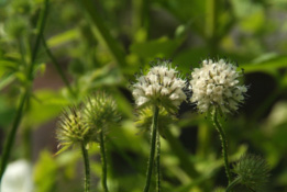 Dipsacus pilosusKleine kaardebol  bestellen
